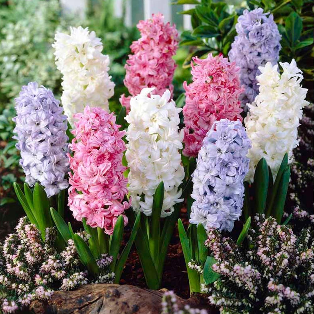 Wilko Bulbs Mixed Hyacinth 12pk Wilko