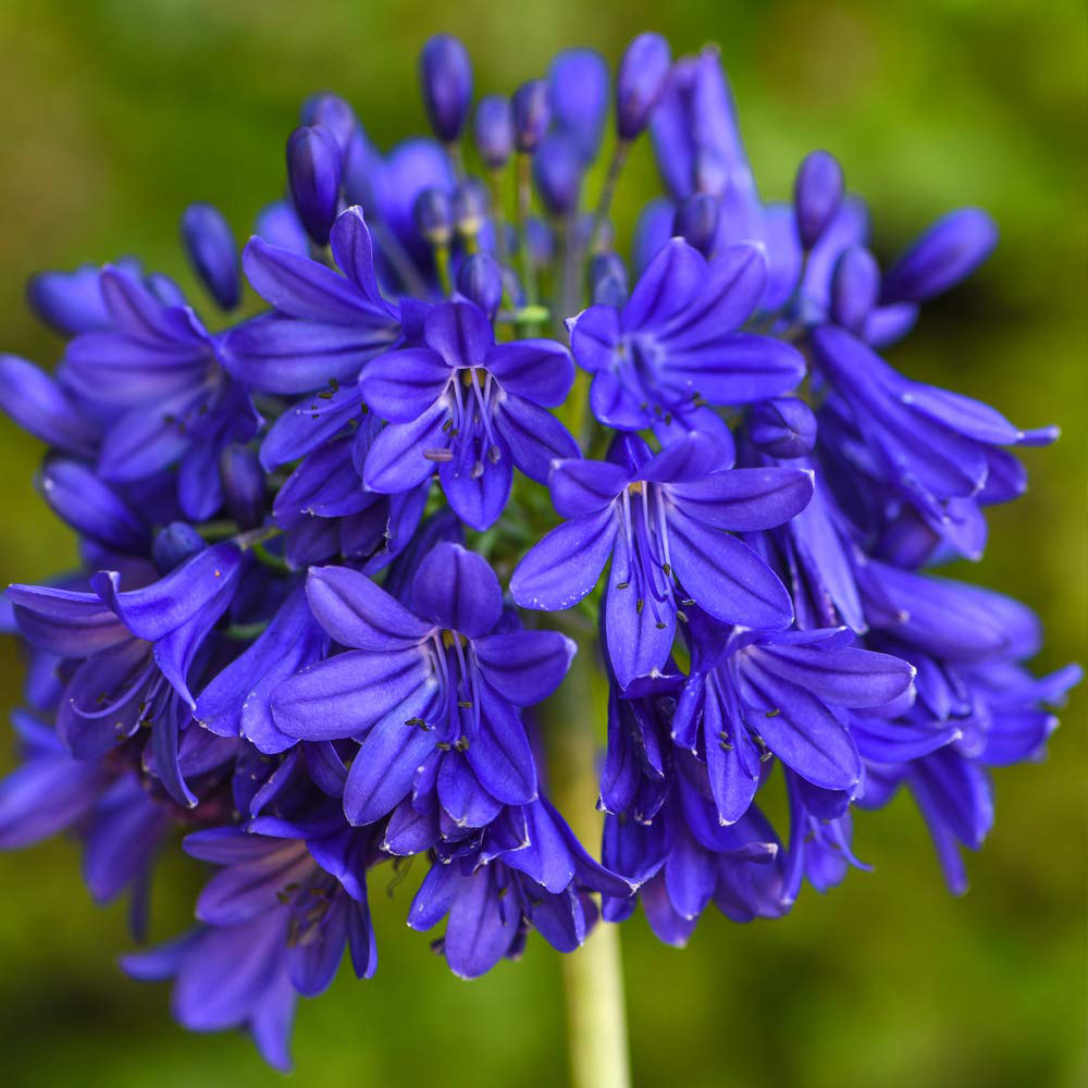 Thompson and Morgan Agapanthus Flower of Love Plant Pot 9cm Image 1