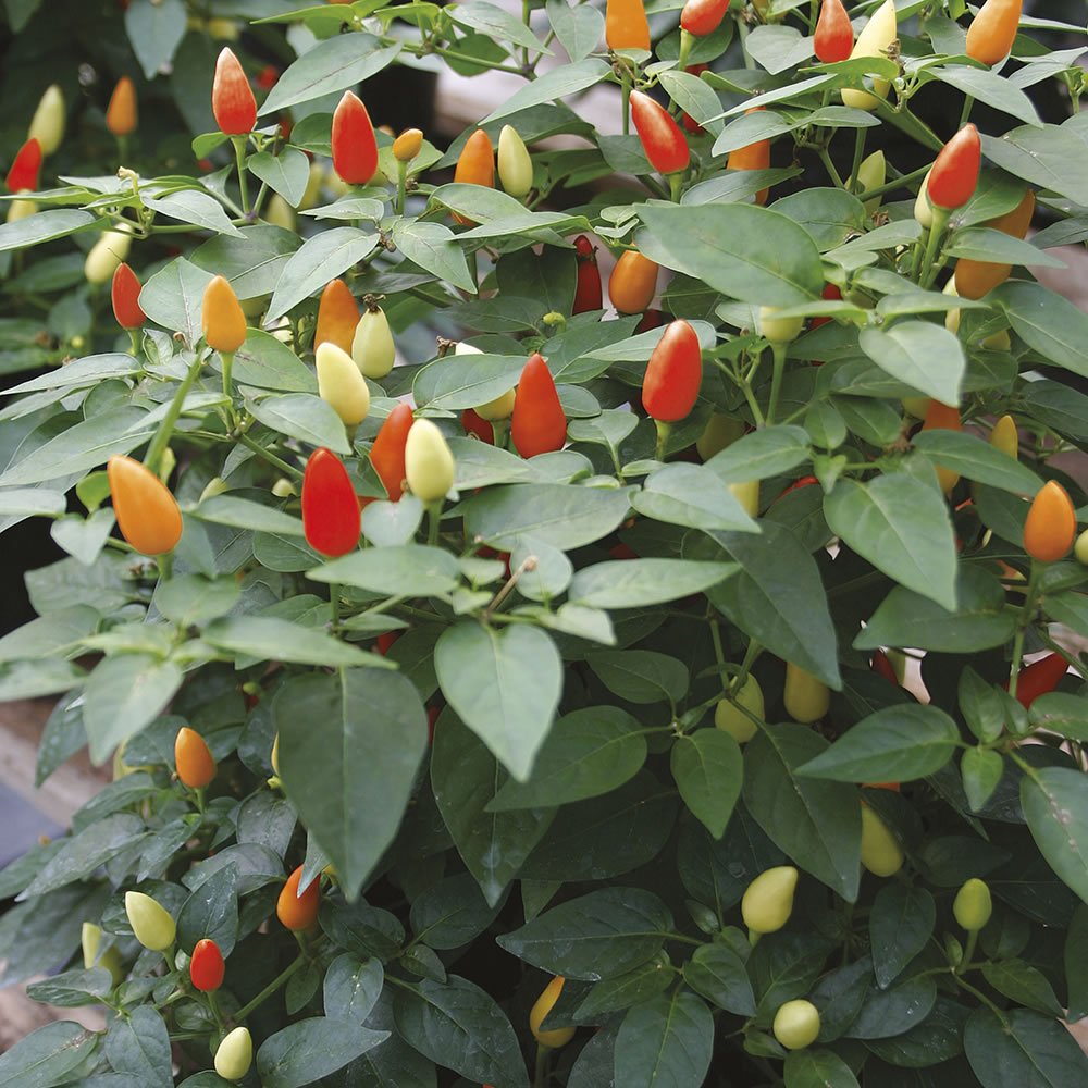 Wilko Pepper Hot Sizzle Seeds Image 1