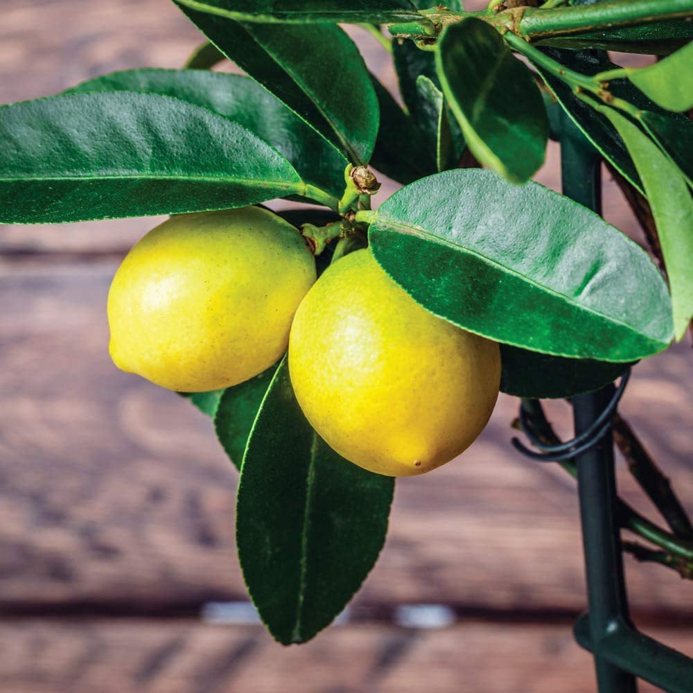 Thompson and Morgan Citrus Lemon Tree Potted Plant 9cm 3 Pack Image 1