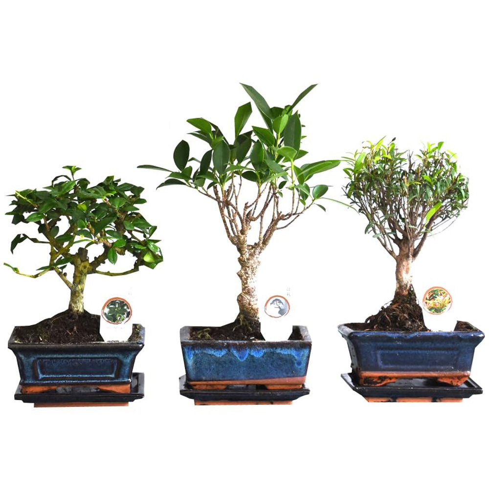 Thompson and Morgan Bonsai Mix in Ceramic Potted Plant 16cm 2 Pack Image 2