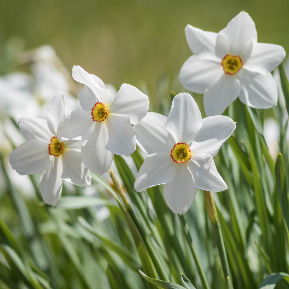 YouGarden Narcissus Pheasant Eye Planting Bulb 30 Pack Image 2