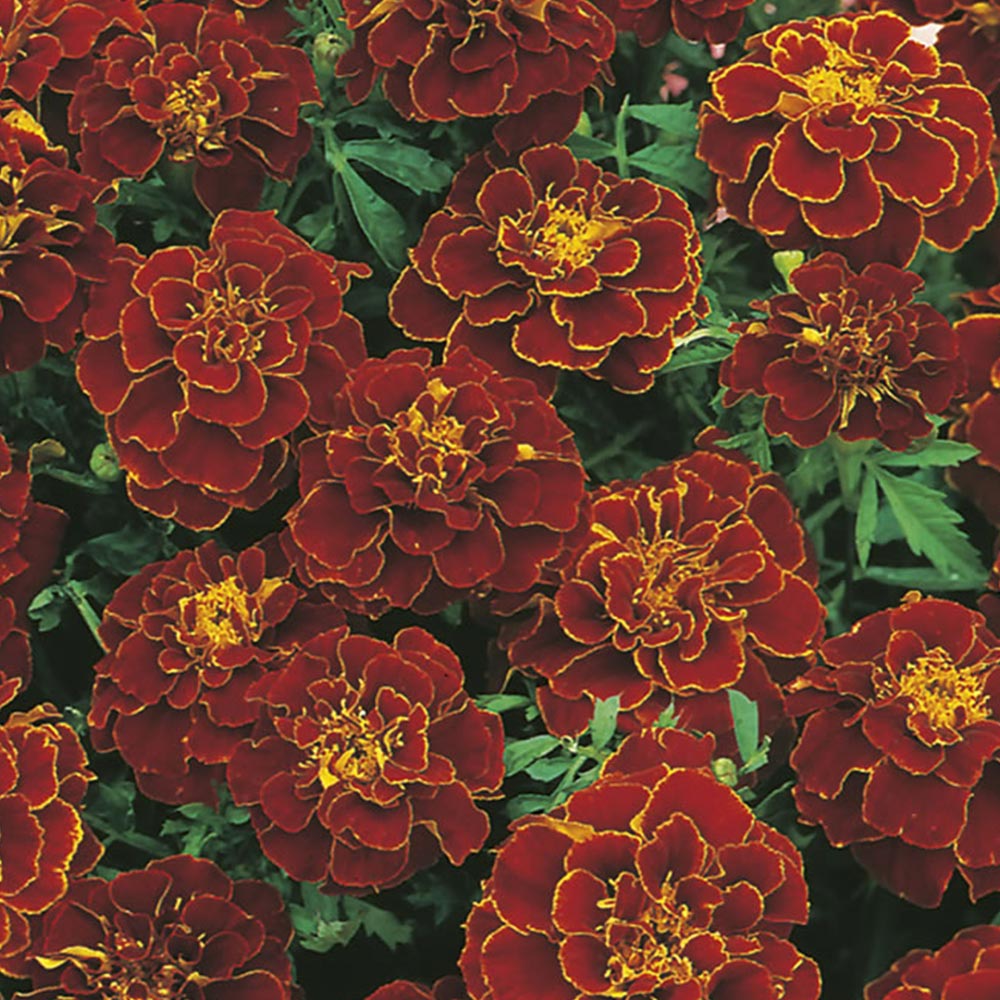 Wilko Marigold French Red Cherry Seeds Image 2