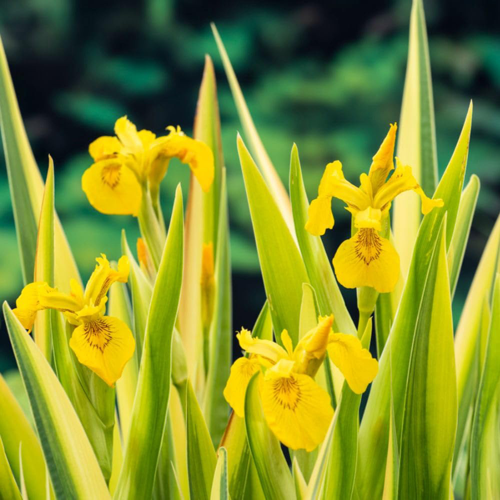 Thompson and Morgan Iris Pseudacorus Variegata Plant Pot 9cm 2 Pack Image 1