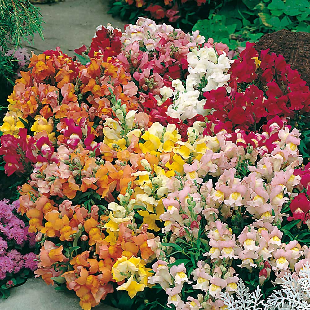 Johnsons Antirrhinum Tom Thumb Flower Seeds Image 1