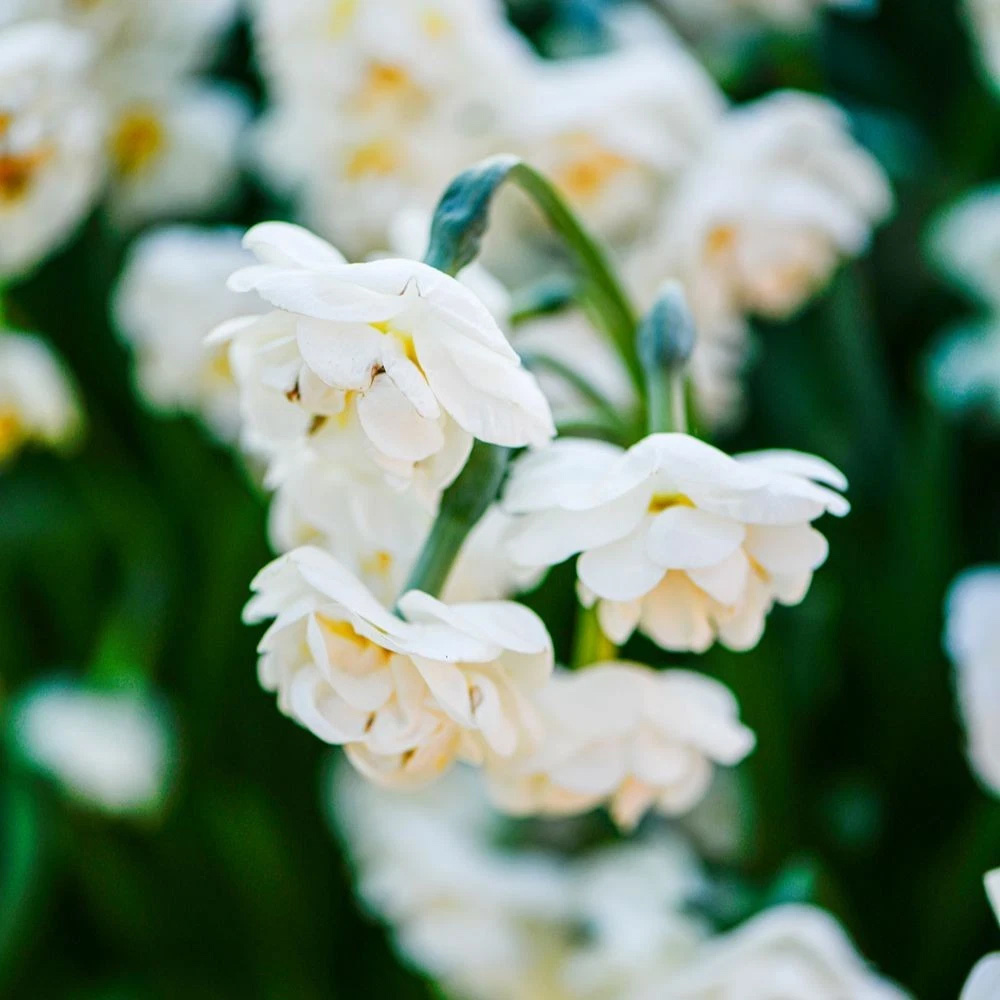 Thompson and Morgan Daffodil Bridal Crown Creamy White and Yellow Planting Bulb 16 Pack Image 6