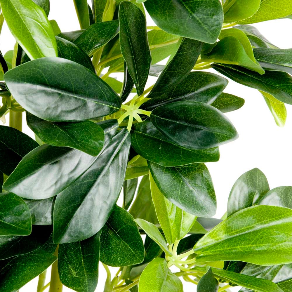 GreenBrokers Artificial Schefflera Indoor Plant in Black Pot Image 3