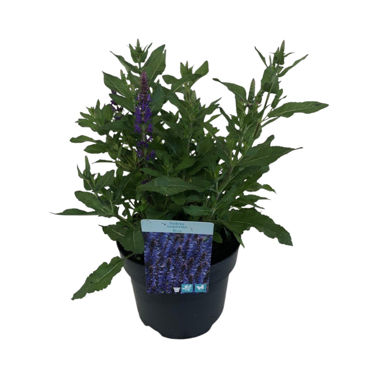 Salvia x Superba New Dimensions Plant Image