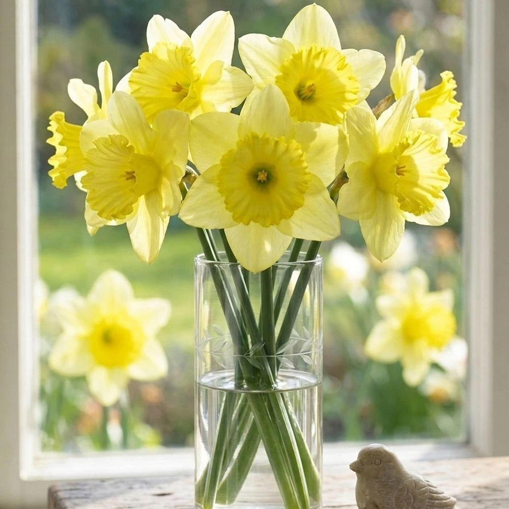 Thompson and Morgan Daffodil St Patricks Day Planting Bulb 8 Pack Image 3