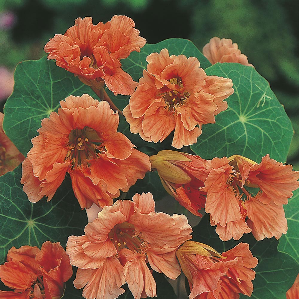 Johnsons Nasturtium Salmon Baby Seeds Image 1