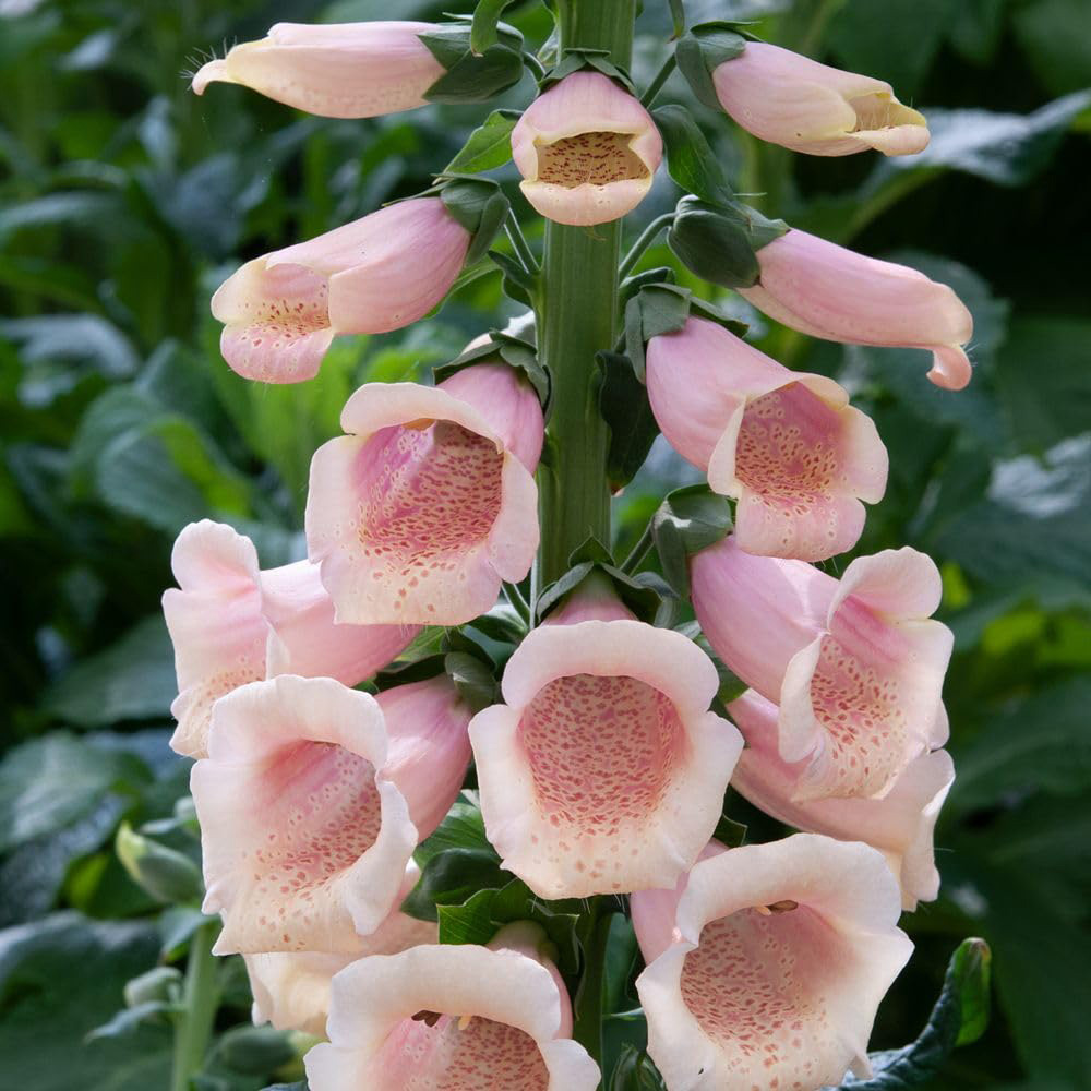Thompson and Morgan Digitalis Foxglove Dalmatian Peach Plant Plug 24 Pack Image 2
