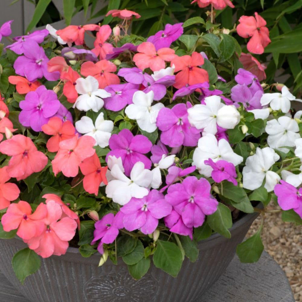 Thompson and Morgan Container Collection Garden Ready Plant 60 Pack Image 6