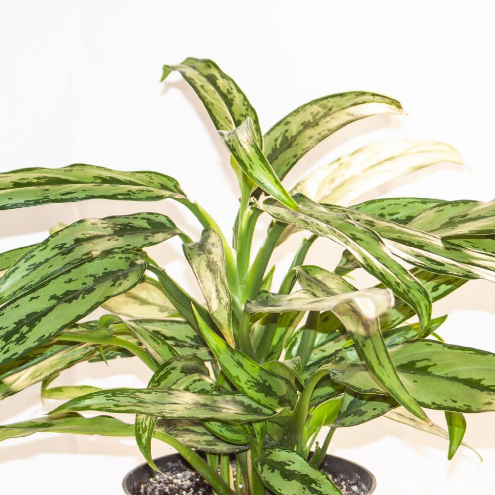 Thompson & Morgan Aglaonema Cutlass Plant Pot 12cm 2 Pack Image 1