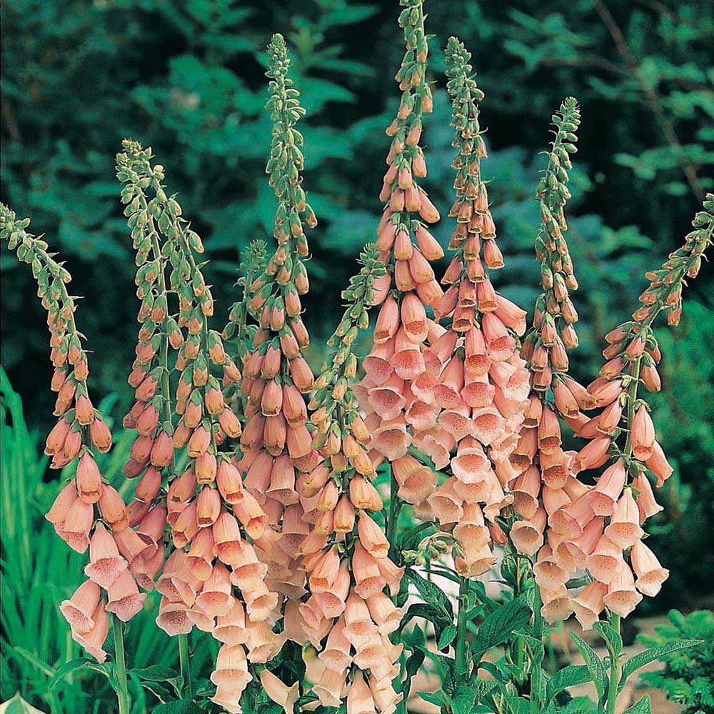 Johnsons Seeds Foxglove Apriciot Delight Image 1