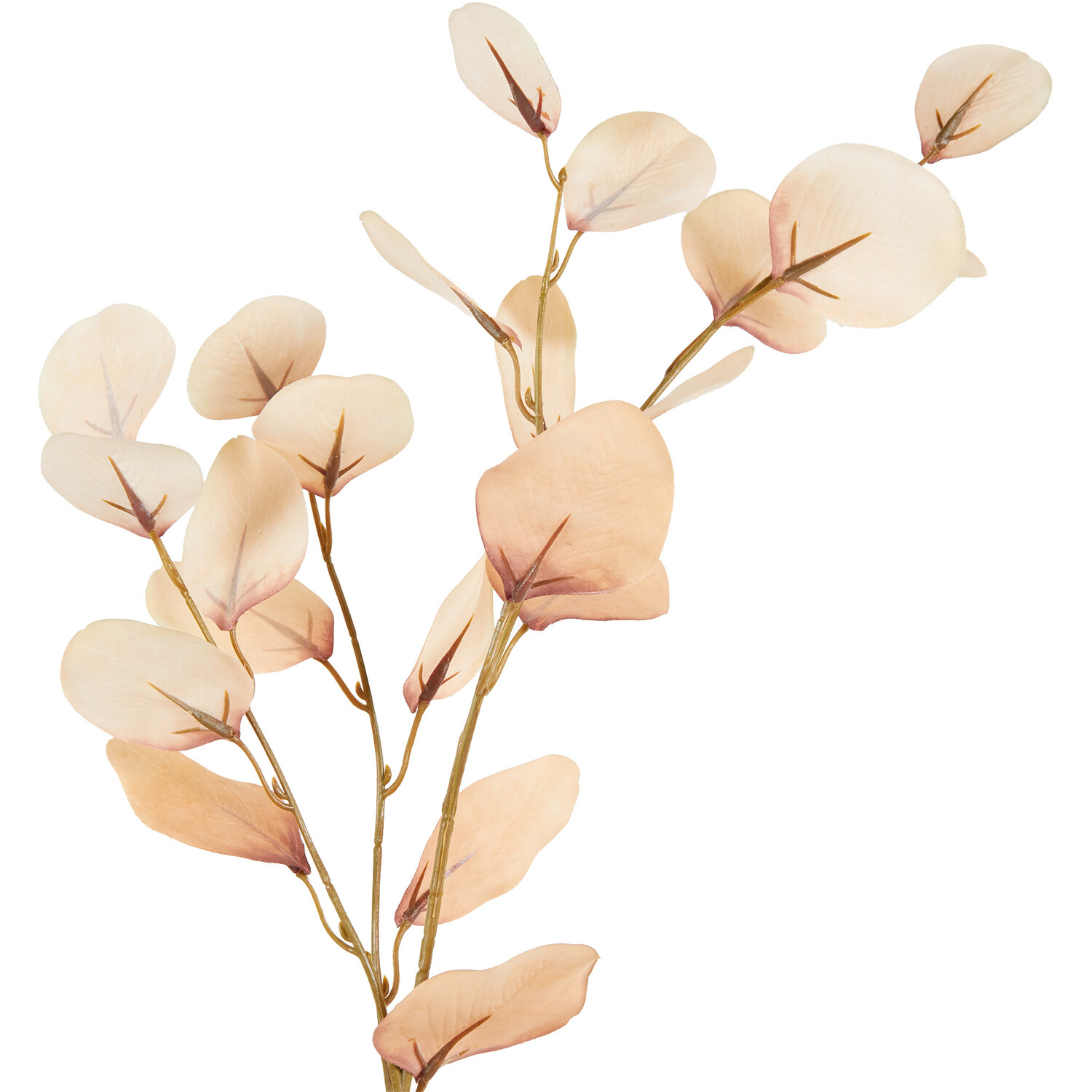 Eucalyptus Stem - Cream Image 2