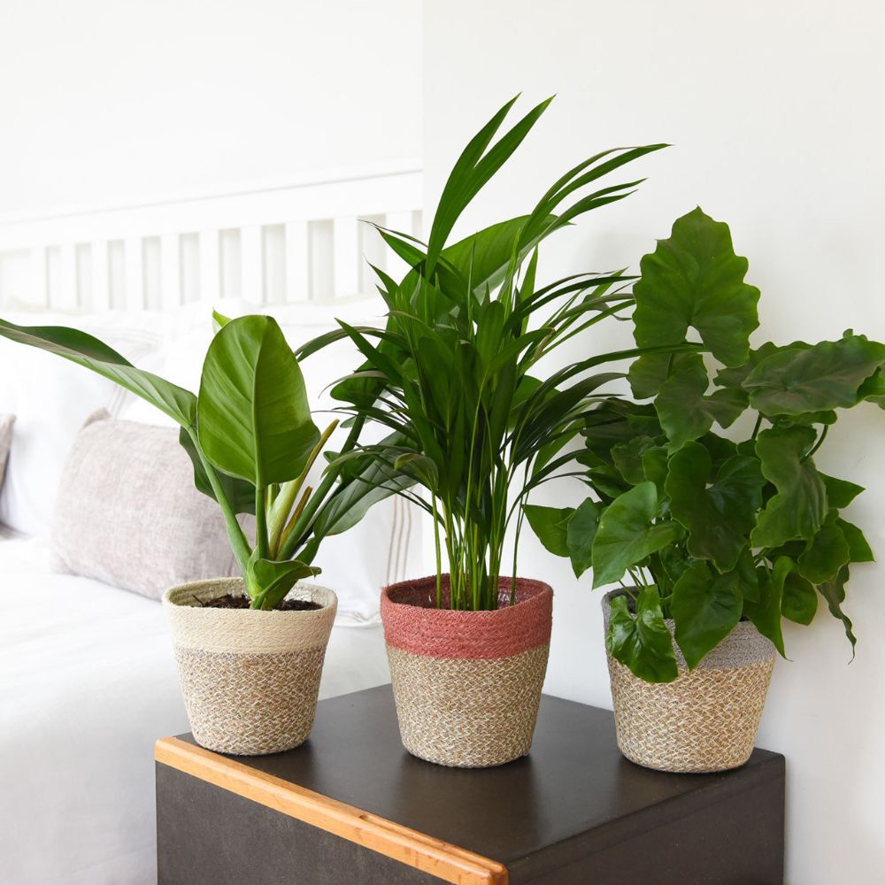 Thompson and Morgan Calm Space Green Houseplant Mix Wicker Basket 14cm 3 Pack Image 1