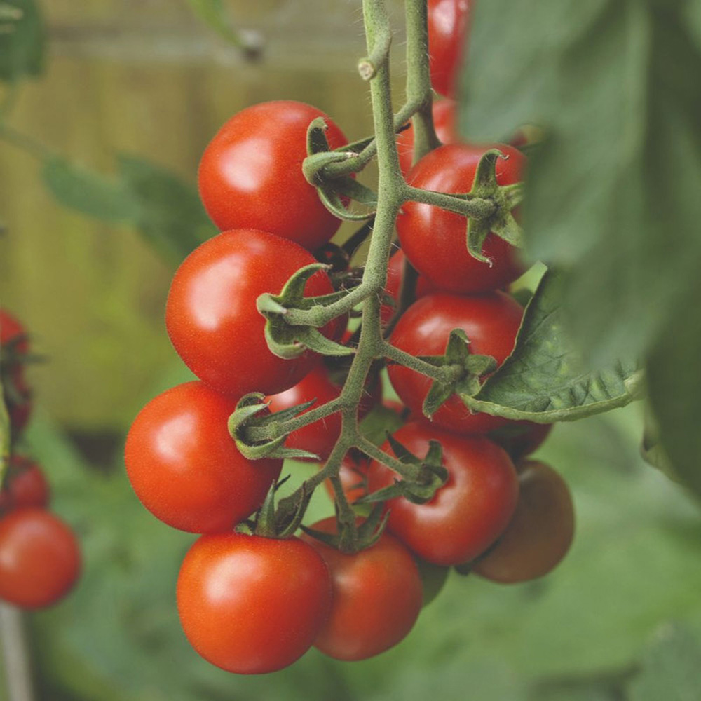 Thompson & Morgan Tomato Alicante Peat Free Plug Plant 3 Pack Image 2