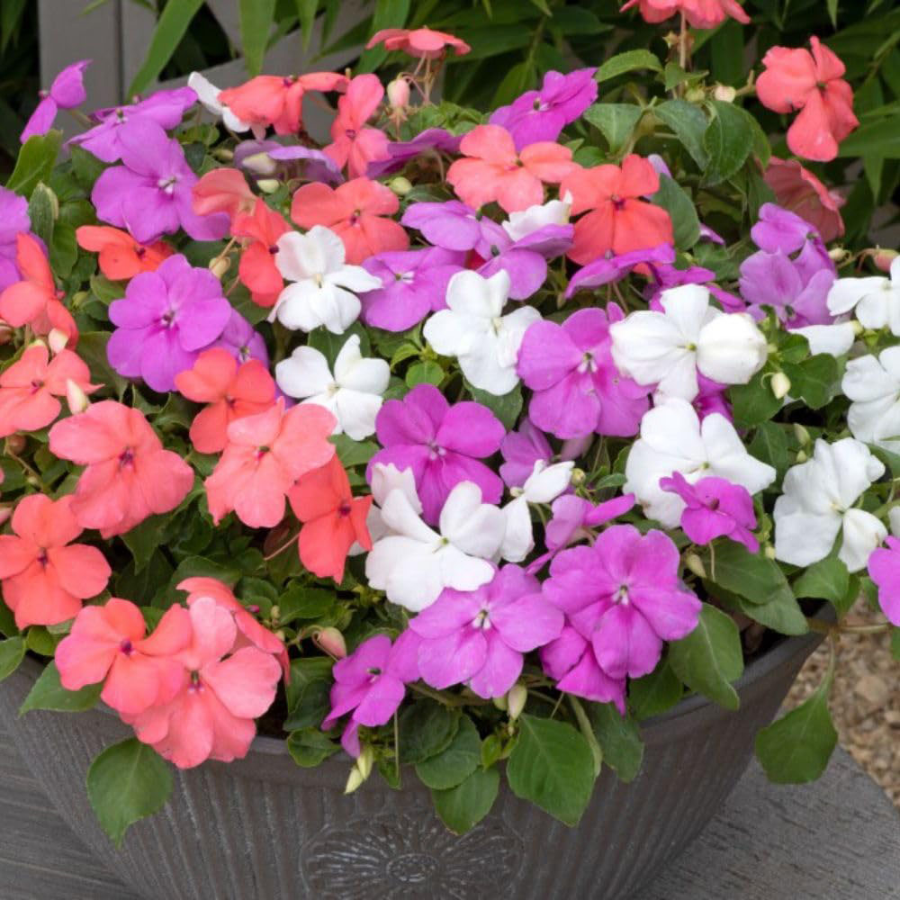 Thompson and Morgan Bumper Collection Garden Ready Plant 180 Image 7