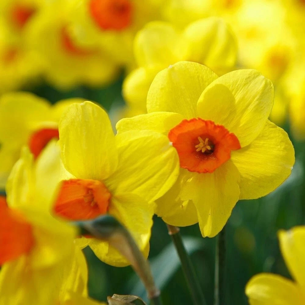 Thompson and Morgan Daffodil Jonquilla Martinette Planting Bulb 32 Pack Image 3
