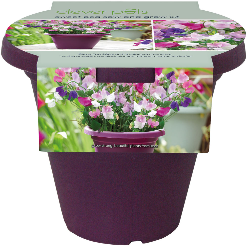 Clever Pots Scented Sweet Pea Sow and Grow Kit with a 19/20cm Round Pot Image 1