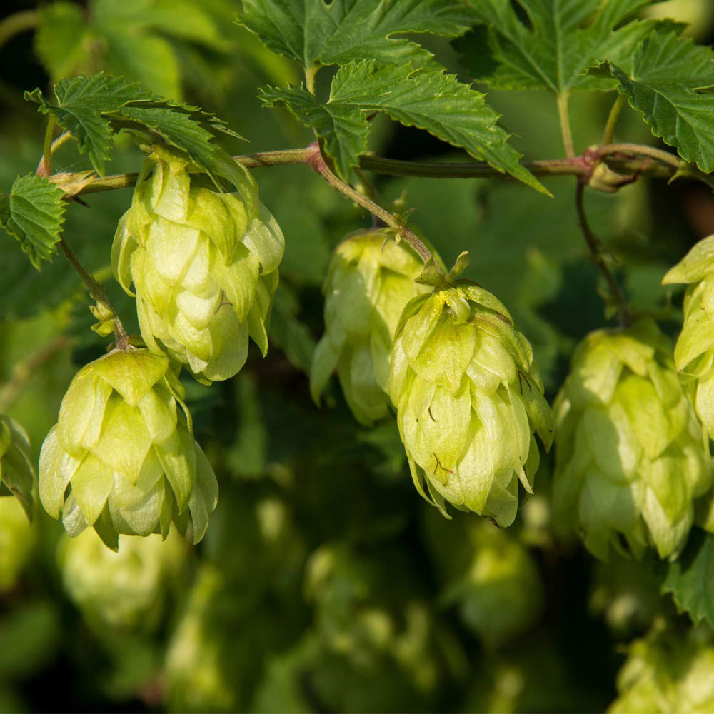 Thompson & Morgan Humulus Lupulus Hop Plant Pot 9cm Image 1