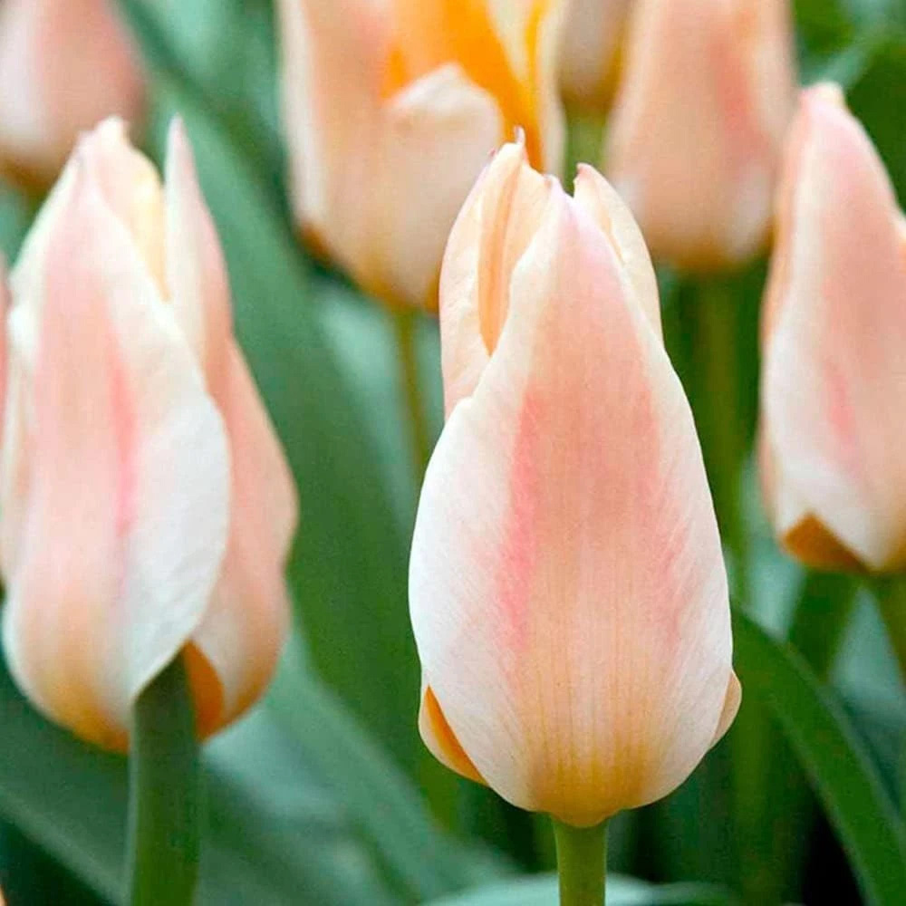 Thompson and Morgan Tulip Fur Elise Planting Bulb 32 Pack Image 4
