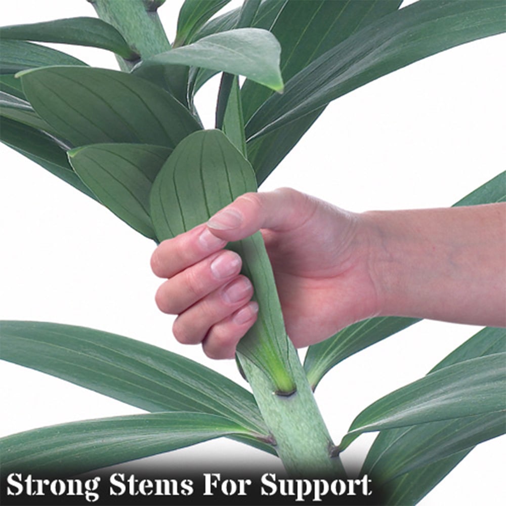 YouGarden Saltarello Skyscraper Lily Bulb 3 Pack Image 2