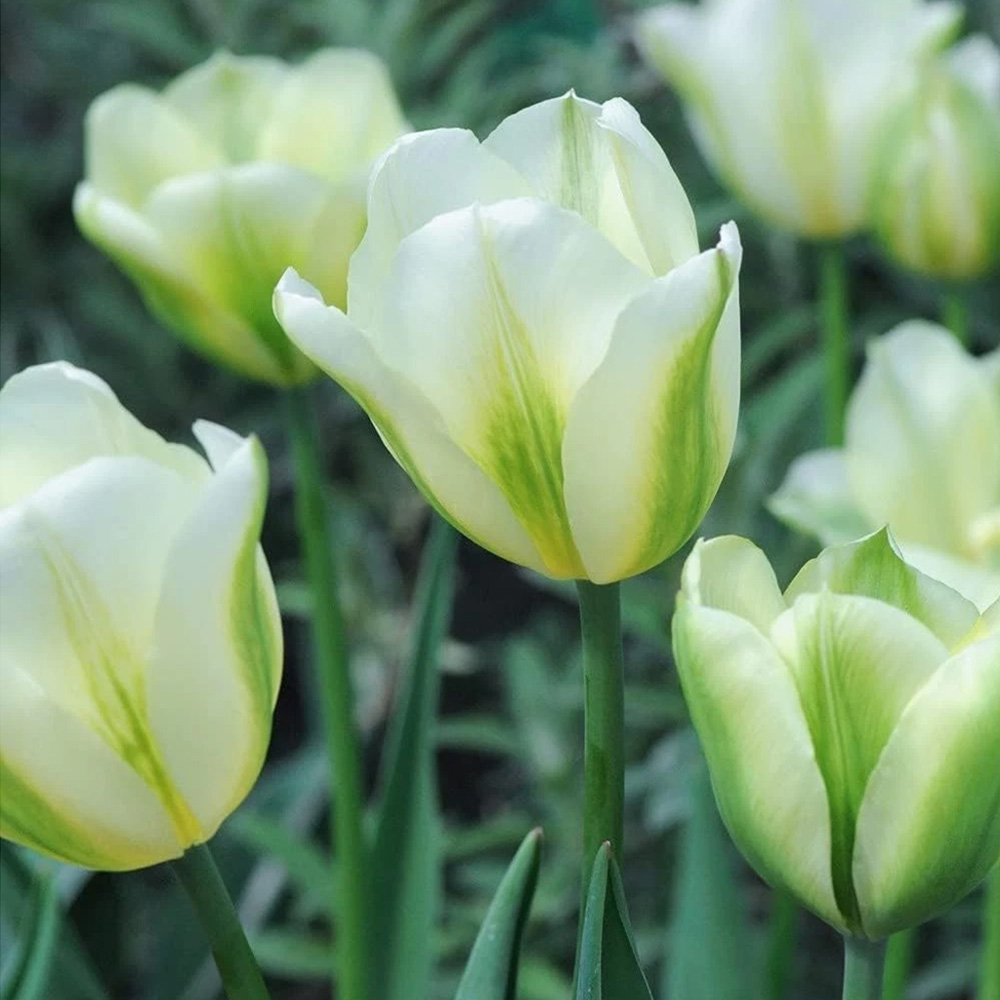Thompson and Morgan Tulip Spring Green Planting Bulb 16 Pack Image 1