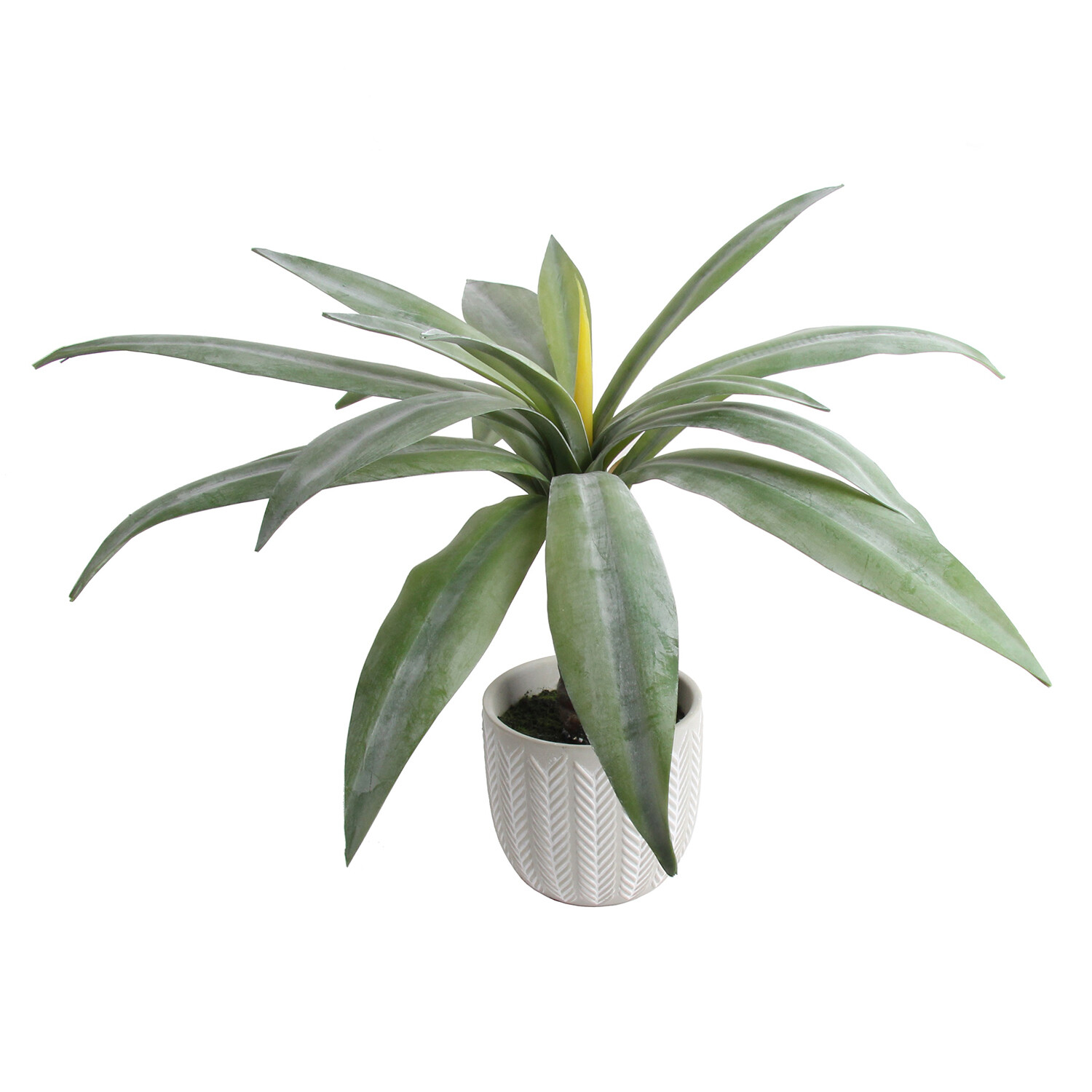 Aloe in Grey Cement Pot Image