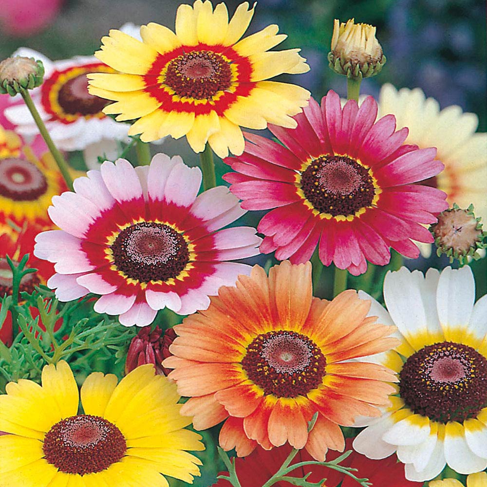 Wilko Chrysanthemum Rainbow Mixed Seeds Image 1