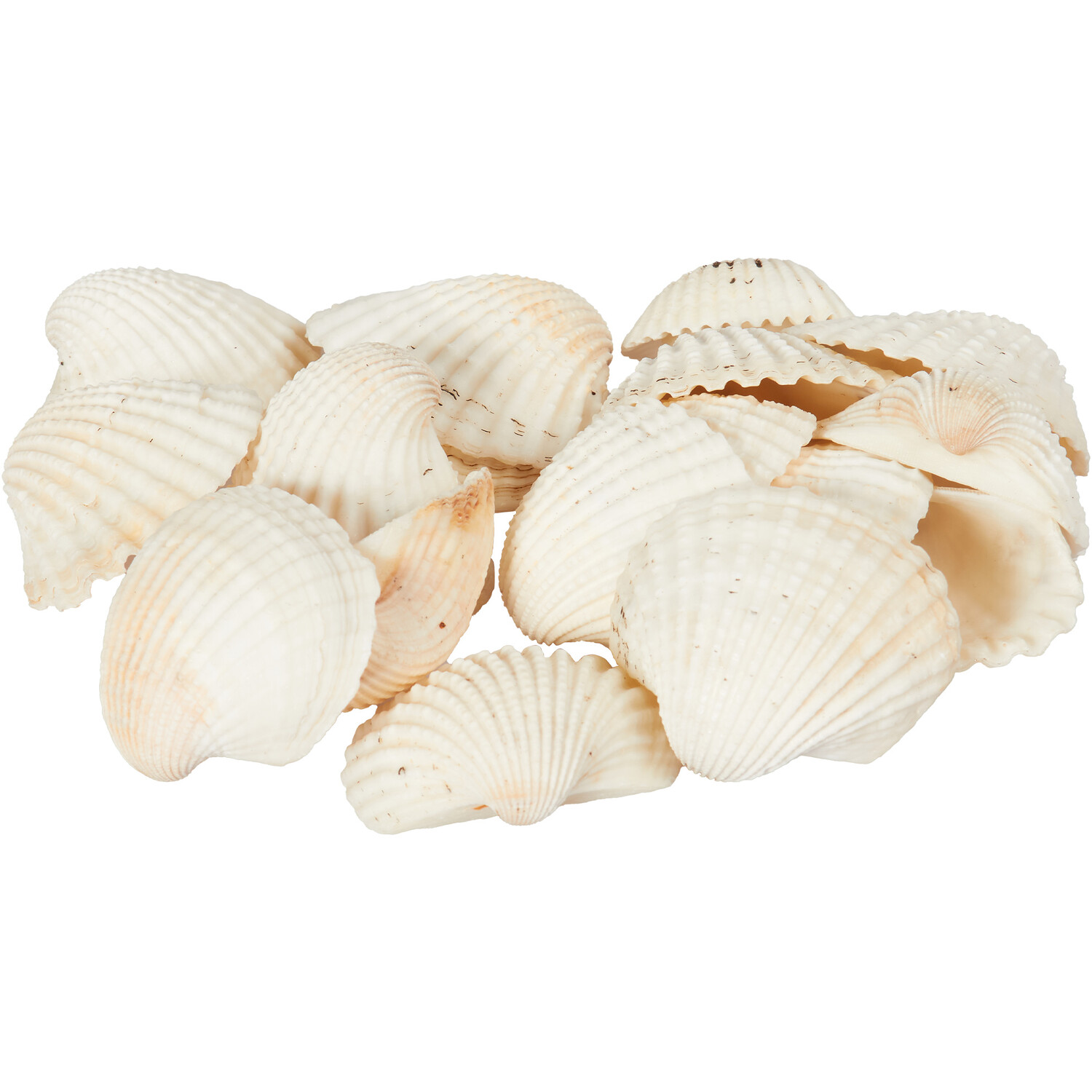 Shells in Net Bag - Natural Image 2