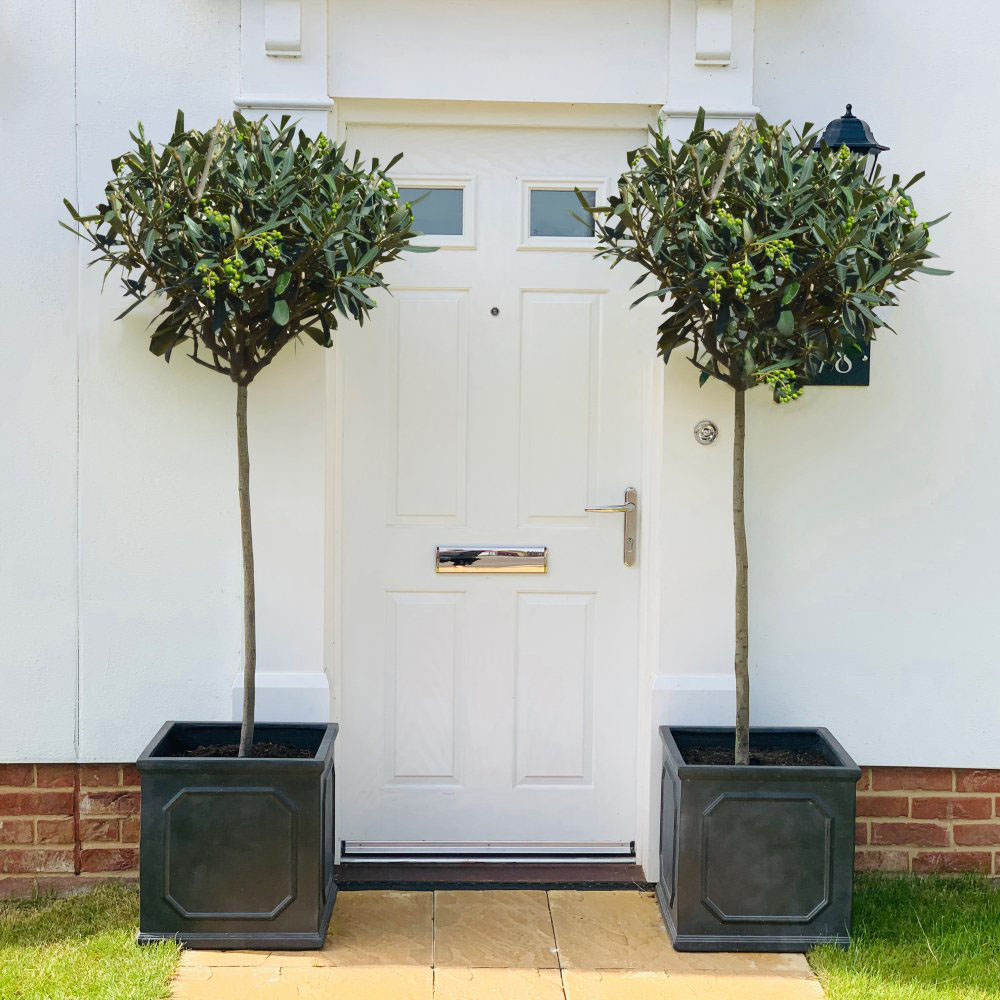 Thompson and Morgan Extra Large Olive Tree Plant Pot 24cm 2 Pack Image