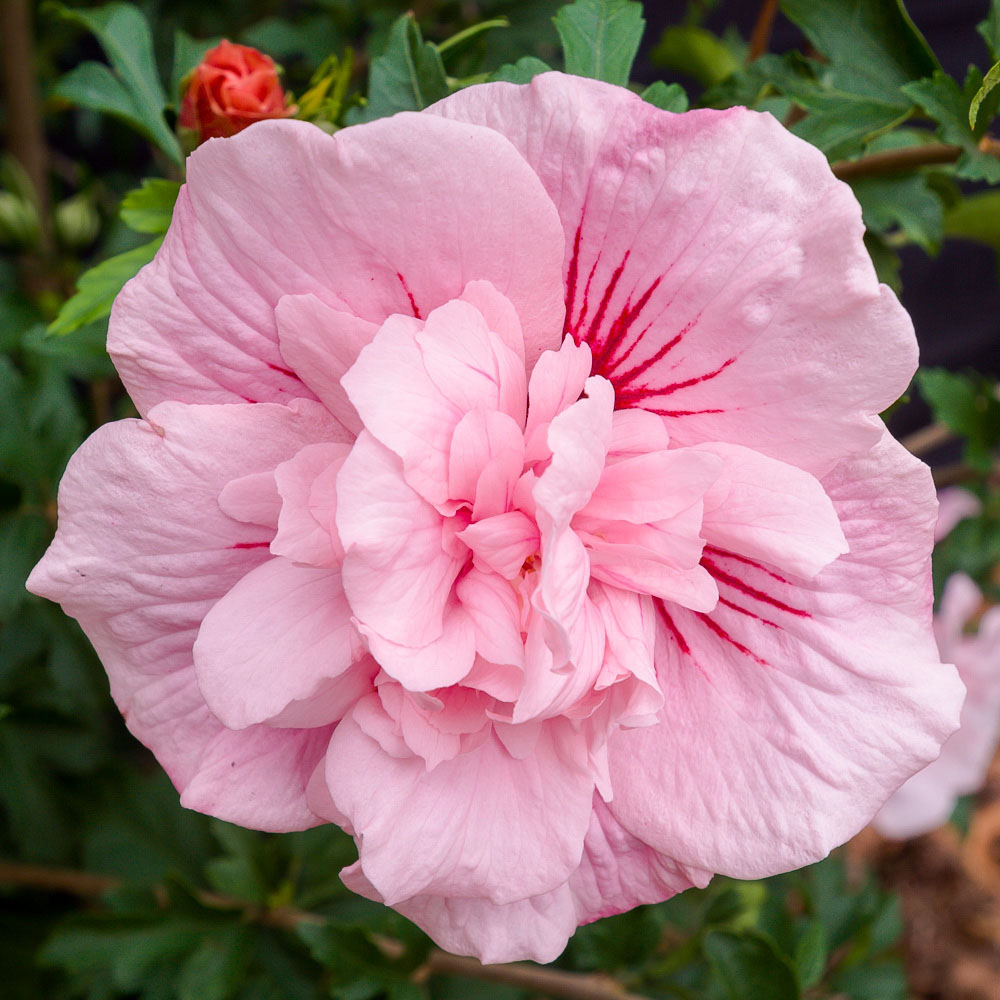 wilko Hibiscus Chiffon Pink Plant Pot Image 1