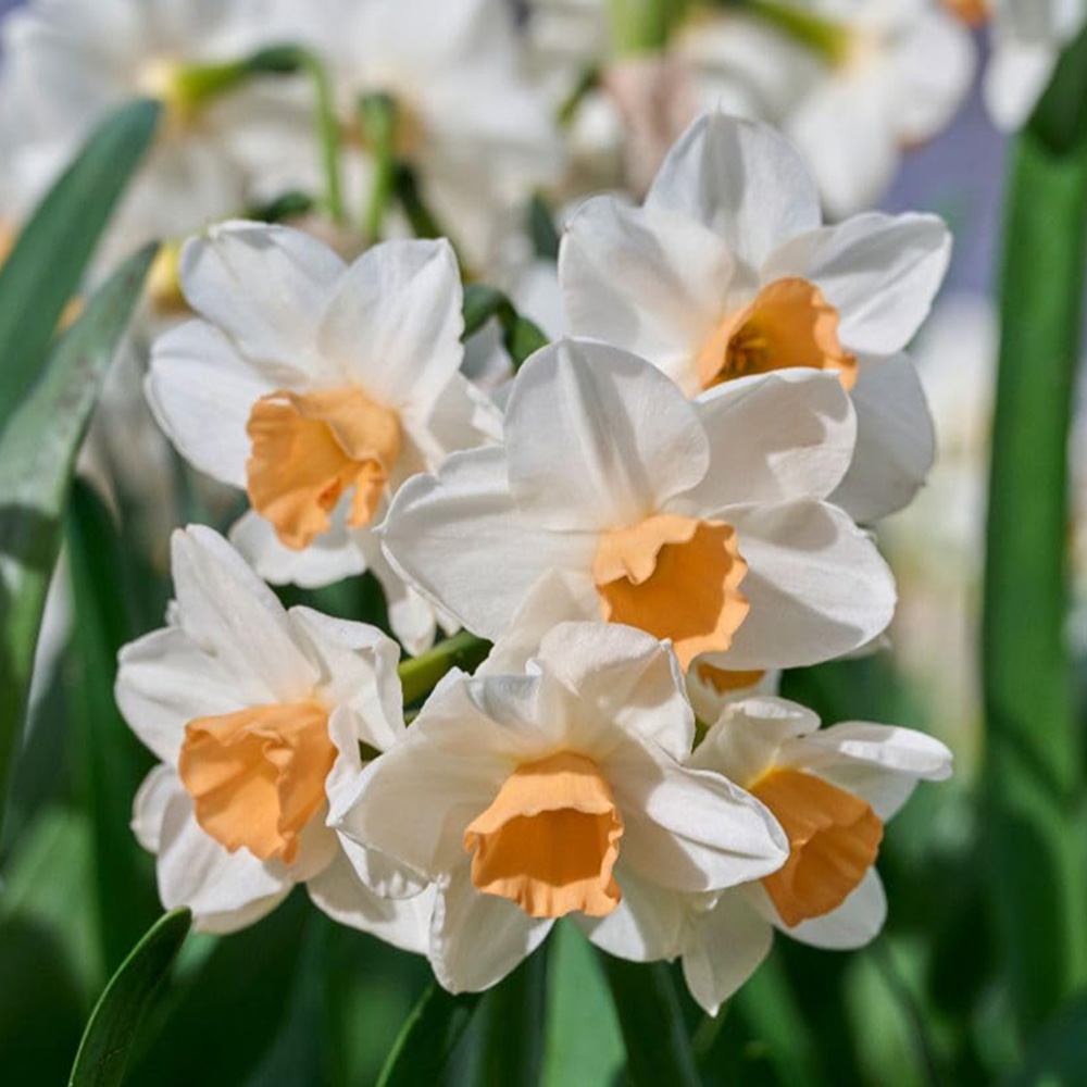 Thompson and Morgan Narcissus Kapiti Peach Bulbs 20 Pack Image 1