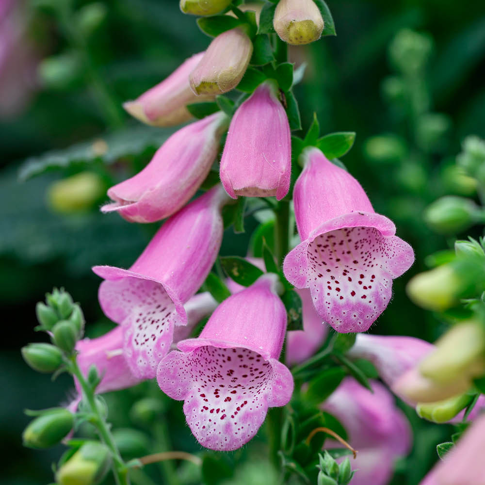 YouGarden Foxglove Collection Plant Pot 3L 3 Pack Image 4