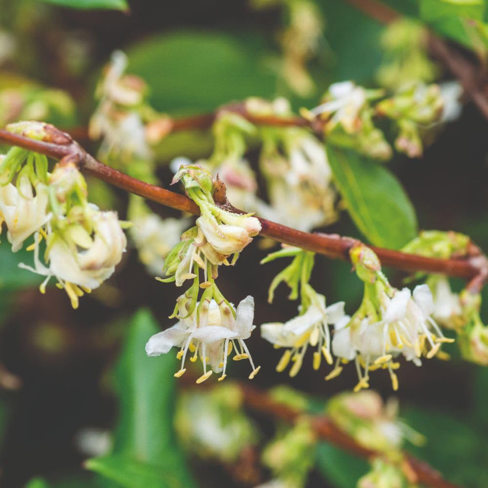 Thompson and Morgan Lonicera Fragrantissima Plant Pot 10L Image 2