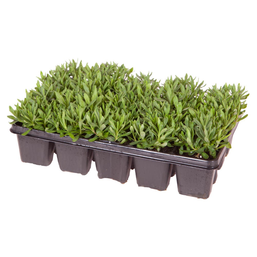 wilko Lavender Hidcote Garden Ready Plants 20 Pack Image 4