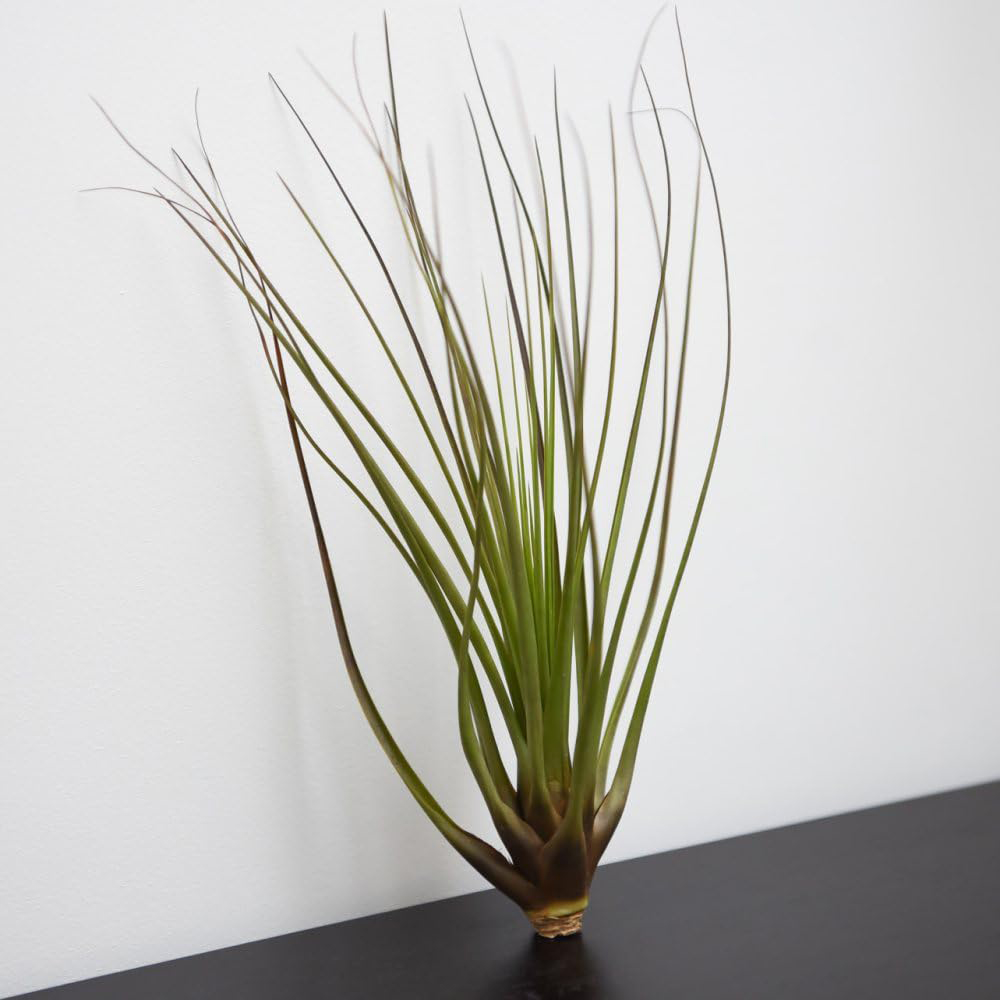 Thompson and Morgan Medium Tillandsia Melanocrater Tricolour Air Plant 2 Pack Image 1