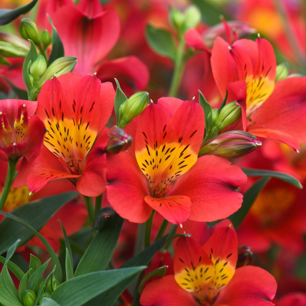 Thompson & Morgan Alstroemeria Summer Heat Jumbo Plant Plug 3 Pack Image 2