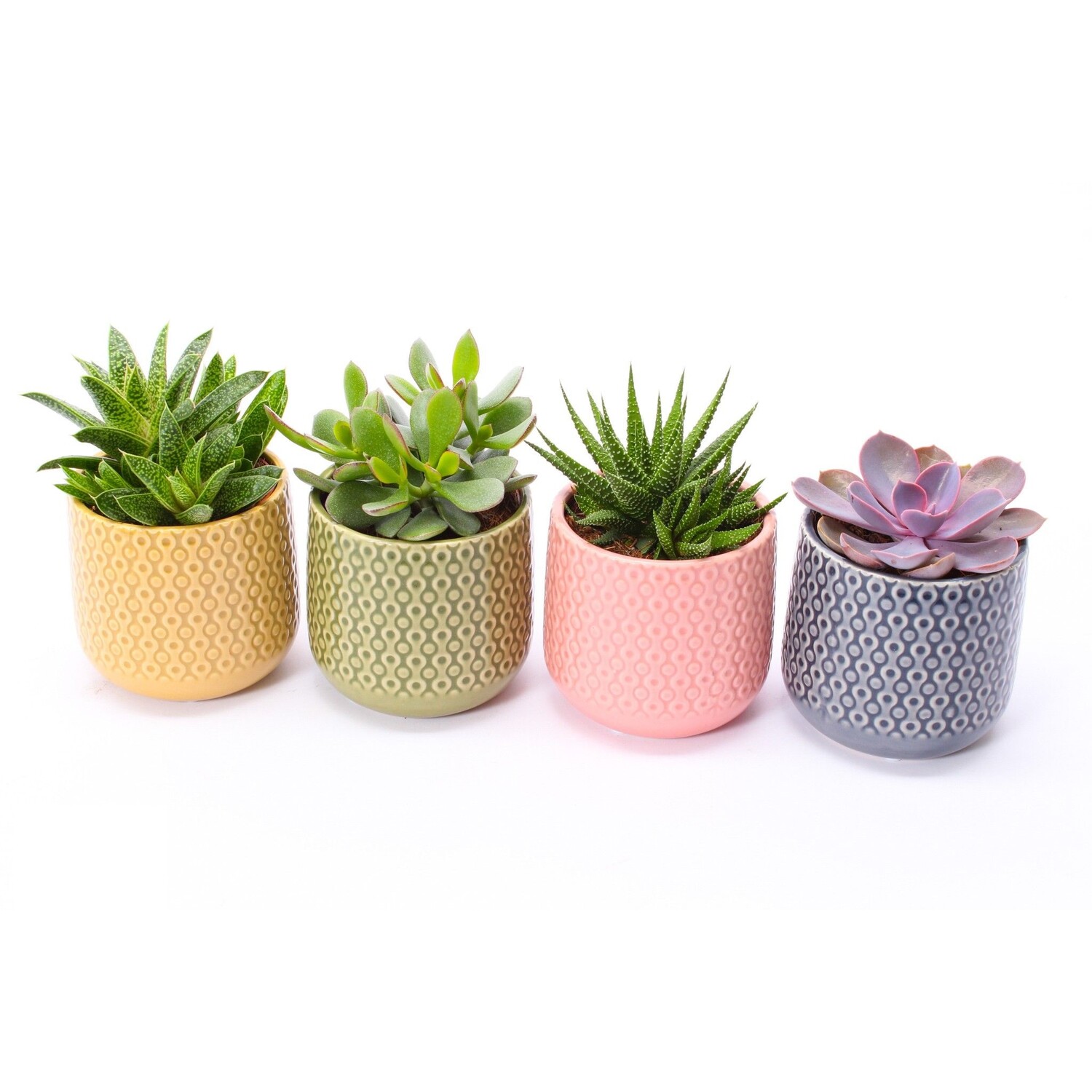 Assorted Succulent Plant in Ceramic Pot - Multicolour Image