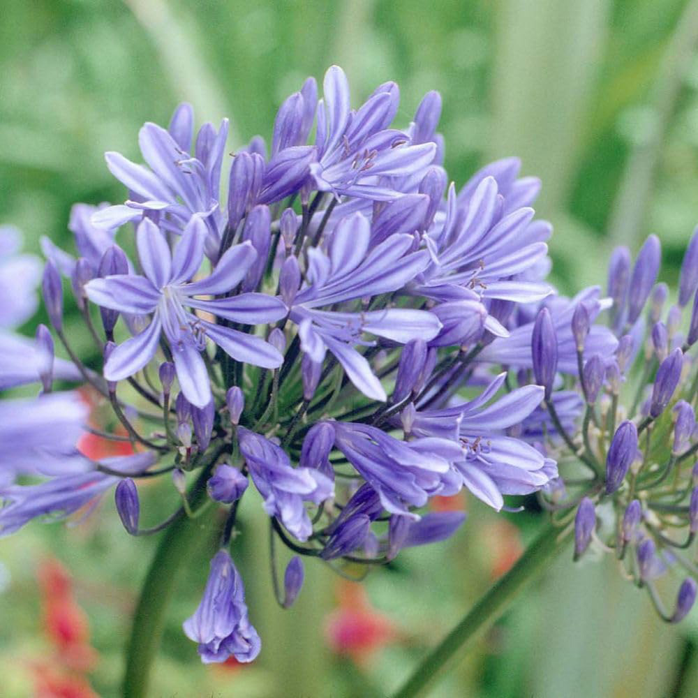 Thompson & Morgan Agapanthus Bluestorm Plant Pot 10L 2 Pack Image 1