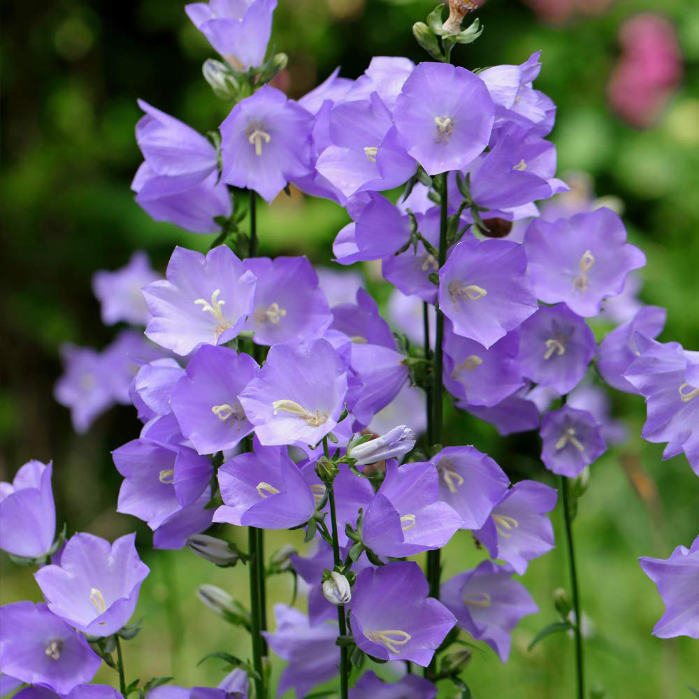 Thompson and Morgan Campanula Persicifolia Telham Beauty Plant Pot 1L 2 Pack Image