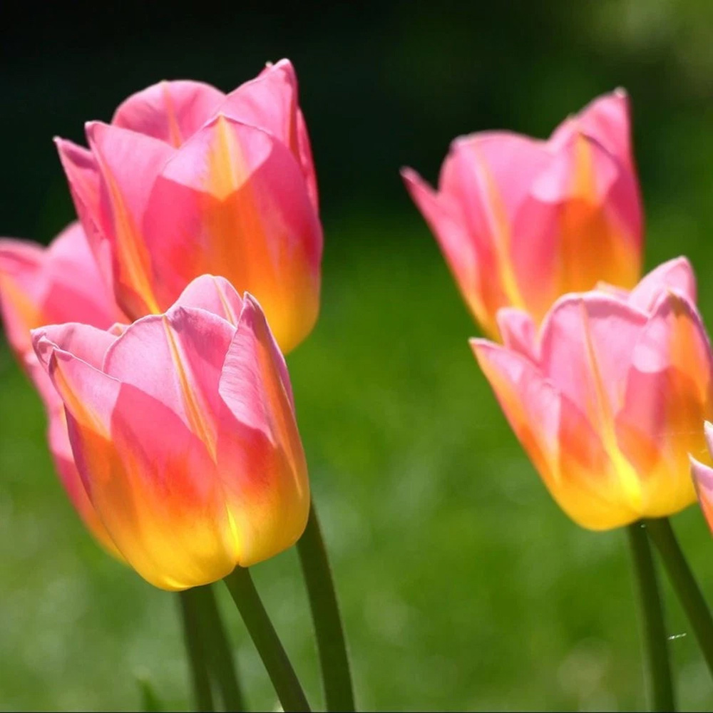 Thompson and Morgan Tulip Tom Pouce Planting Bulb 15 Pack Image 3