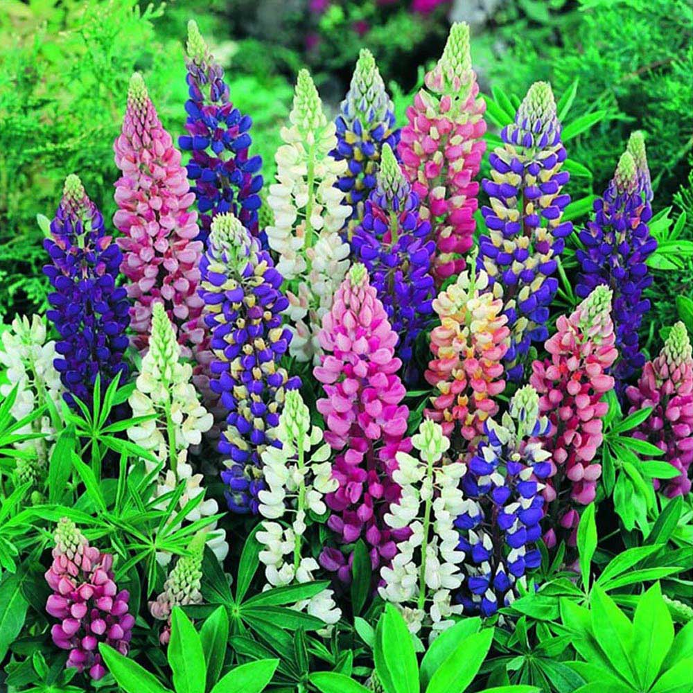 Wilko Lupinus Mix Perennial Spring Planting Bulbs 3 Pack Image