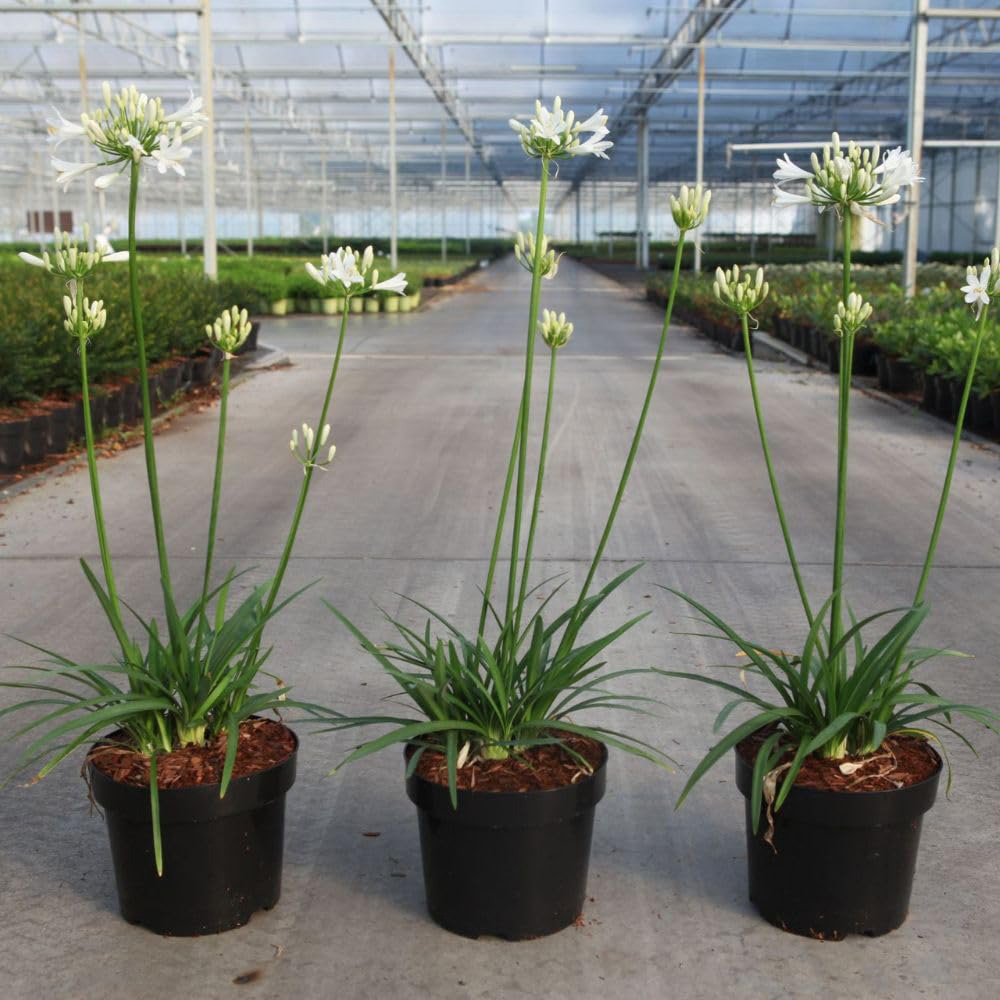 Thompson & Morgan Agapanthus Mi Casa Plant Pot 3L Image 2