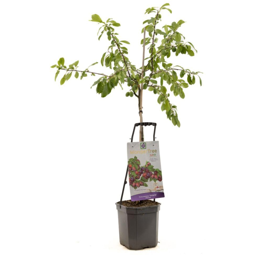 Thompson and Morgan Wonder Tree Plum Victoria Plant in Pot 24cm Image 2