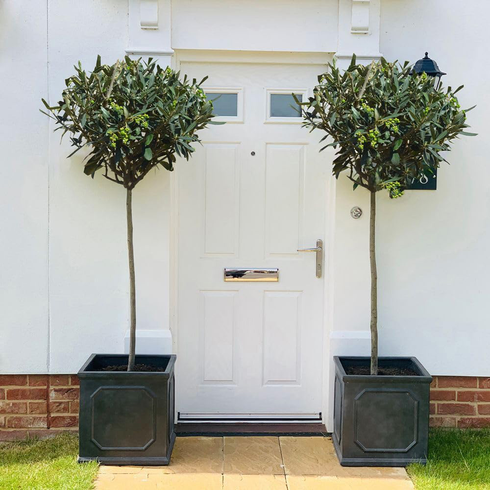 Thompson and Morgan Olea Olive Europaea Standard 80-90cm Stem Plant Pot 18cm 2 Pack Image 2