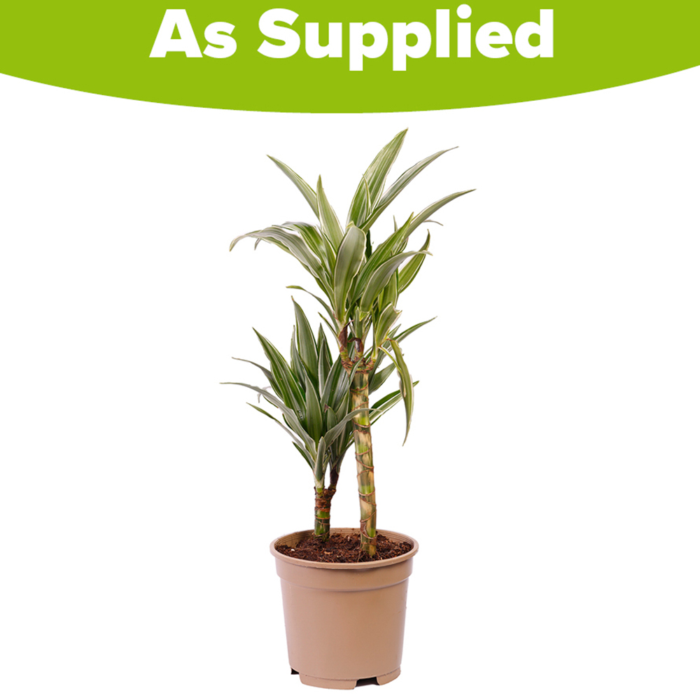 YouGarden Dracaena Deremensis Warneckii 2 Stem Plant Pot 17cm Image 2