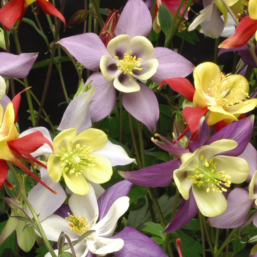 Thompson and Morgan Aquilegia Mrs Scott Elliott Plant Plug 48 Pack Image 4
