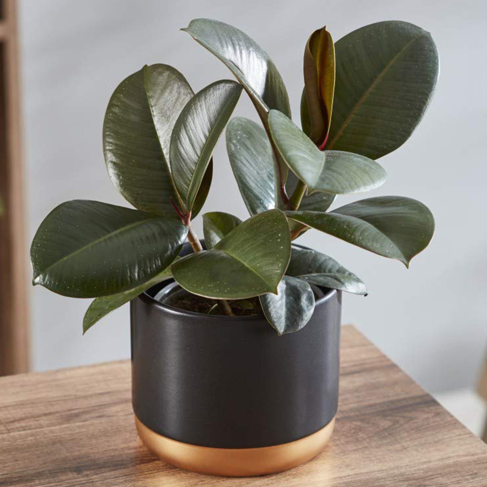 Thompson and Morgan Ficus Indian Rubber Plant Pot 12cm 3 Pack Image 1